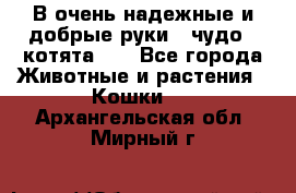 В очень надежные и добрые руки - чудо - котята!!! - Все города Животные и растения » Кошки   . Архангельская обл.,Мирный г.